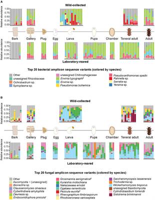 The Eurasian spruce bark beetle Ips typographus shapes the microbial communities of its offspring and the gallery environment